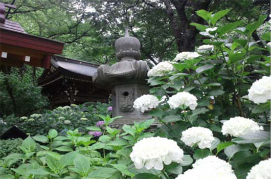 川崎のあじさい寺・妙楽寺で17日に「あじさいまつり」開催