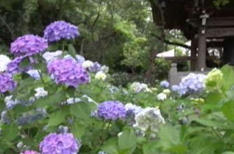 “川崎のあじさい寺”妙楽寺の紫陽花が見ごろ…長梅雨で色づきのよさに期待
