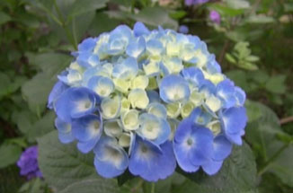 “川崎のあじさい寺”妙楽寺の紫陽花が見ごろ…長梅雨で色づきのよさに期待