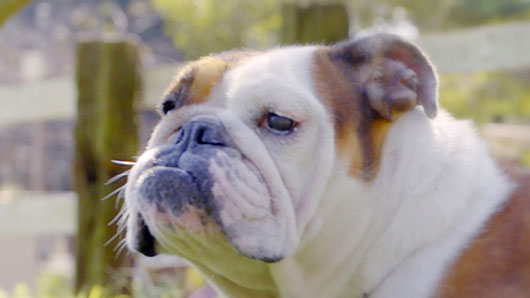 お父さん犬の排便シーンも！製薬会社のタケダが犬10匹の排便シーンを集めた動画「ワンコのウンコ」を作った意図とは？