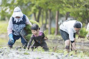 栃木県塩谷町で親子米作り体験！未来につながる環境教室へ参加しませんか？