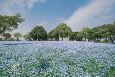 春の訪れを彩る「花と光のムーブメント」が都立公園で開催！