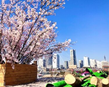 横浜の春を彩る「大さん橋さくら祭り」開催！海と街並みと桜の共演！