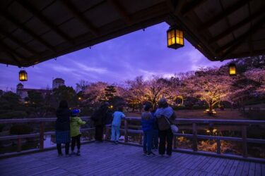 神戸「しあわせの村」で幻想的な夜桜ライトアップ – 特別夜間開園