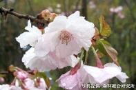 桜を通じて福島・東北等を応援する「さくらプロジェクト」福島で育てた桜「はるか」を東京都三鷹市へ寄贈