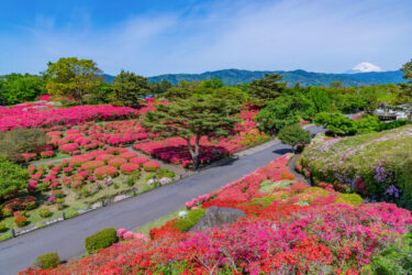小室山公園にて絶景のつつじ観賞会開催！～令和6年4月13日から30日まで、真っ赤な絨毯が広がる幻想的な景色を楽しめる～