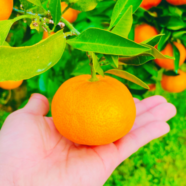 愛媛県産清見オレンジから抽出した世界初の化粧品原料が誕生!