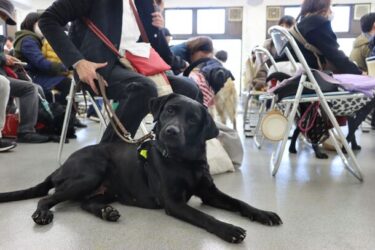 四天王寺大学で盲導犬ボランティアの感謝と交流イベント「プレボランティアデイ」開催