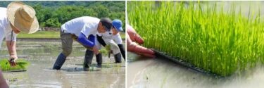 兵庫県姫路市の「こばファーム」が自然農業体験を募集開始！「第1弾　田植え体験とかまどおむすび」を6月16日・22日に実施　～豊かな大自然の中で心を体を思いっきり解放！～