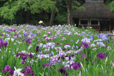 小石川後楽園でハナショウブが見ごろ！「花菖蒲の小道」で初夏の風情を満喫