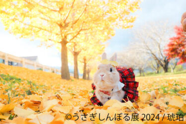 うさぎ愛が広がる、合同写真展＆物販展「うさぎしんぼる展 2024」が開催！