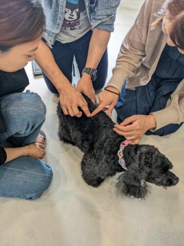 【ペットと生き残る防災】　同行避難先で問題になるペットのストレス　8/28 山梨県で、飼い主がペットを癒せる整体を防災の備えとして学ぶ　かつて歩けなかったインストラクターが直接指導