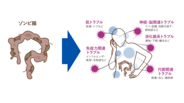 「ゾンビ腸」にご用心！大腸劣化対策委員会が明らかにする健康リスクと対策方法