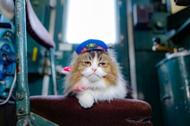 劇場版「ふにゃ～り日和」ねこ駅長　さくらの物語、主題歌が大黒摩季の「なつかしい日々」に決定！